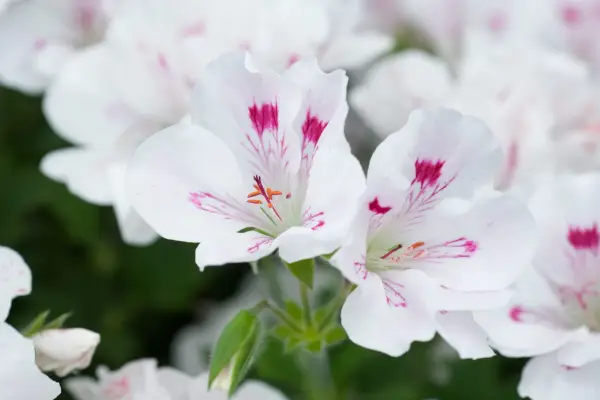 Ivy-leaved pelargonium flowers