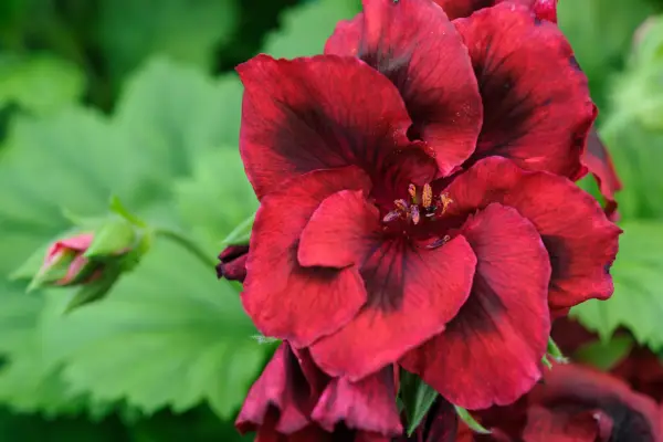Regal pelargonium 