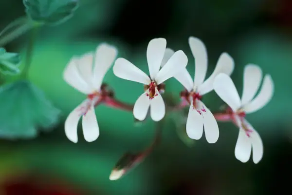 Scented-leaf pelargonium Fragrans Group