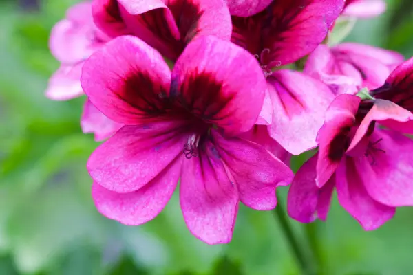 Decorative pelargonium 