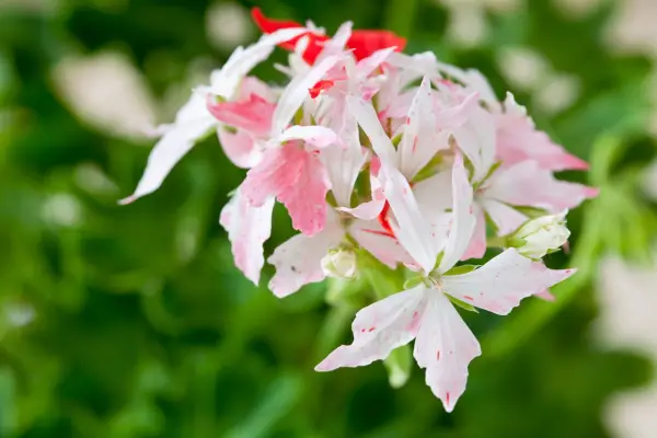 Stellar pelargonium 