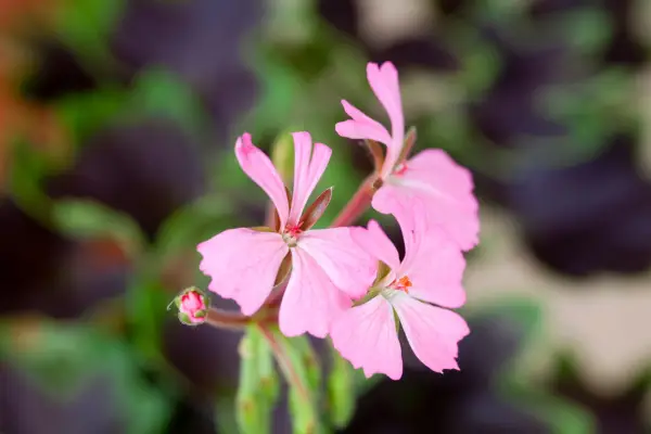 Pelargonium types explained