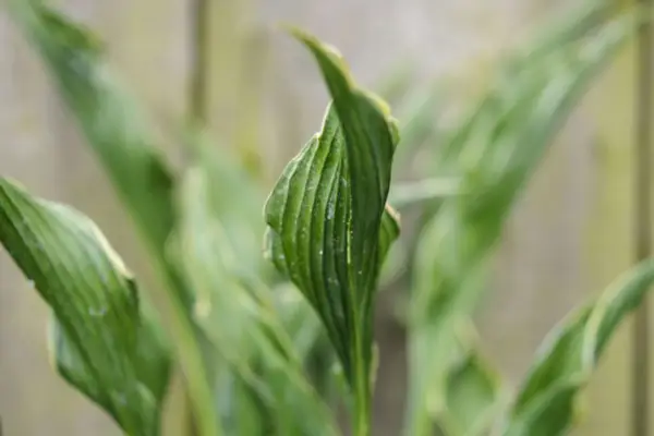 Hosta „Modlitwa Hands”