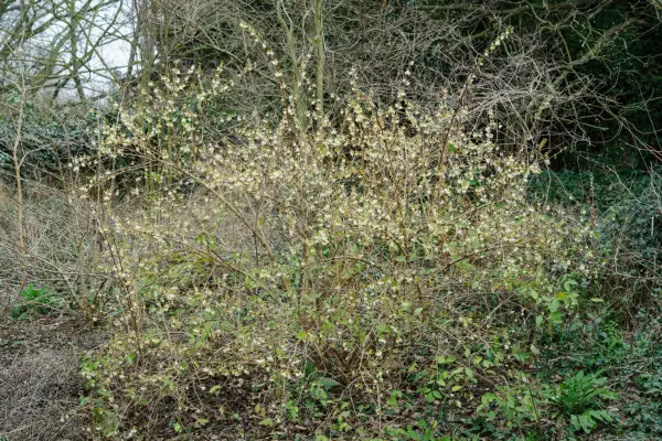 Lonicéra x purpusii 'zimní krása'