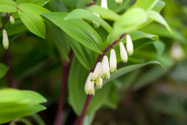 Polygonatum lukter 'Red Stam'