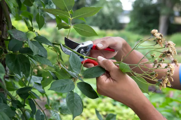 Pruning rambling rose