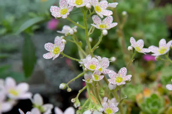 Saxifraga 'fregner'