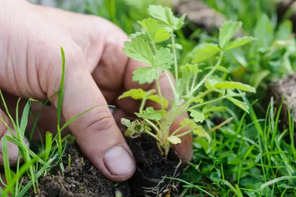 Planting a wildflower plug into a lawn