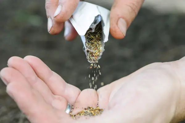 Tipping wildflower seeds from a pack into a hand