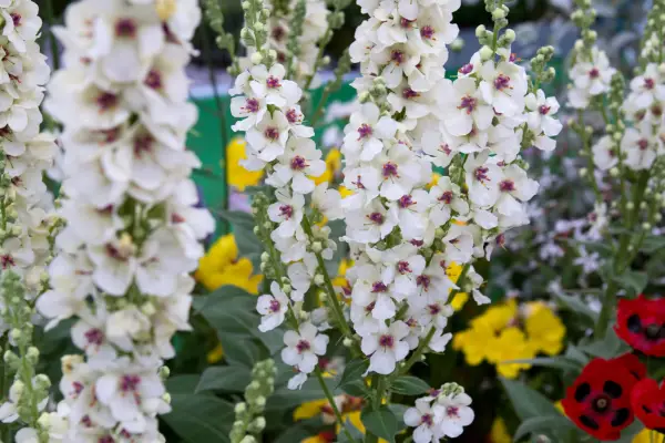 Verbascum „Kynaston”