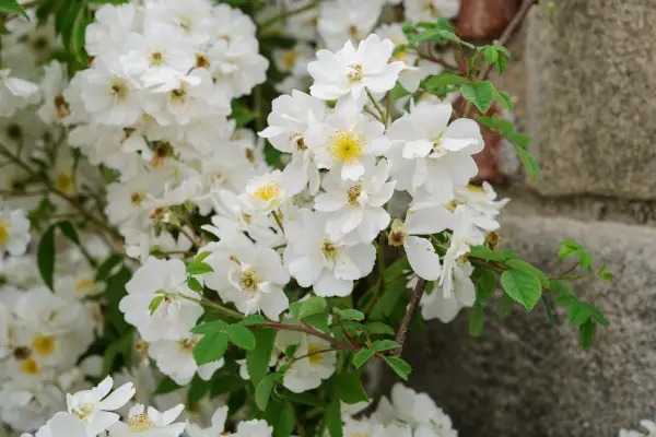 Wildlife gardening – climbers for wildlife