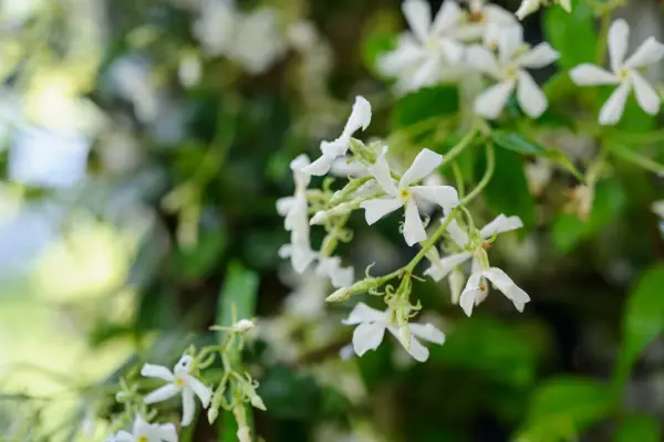 Star jasmine