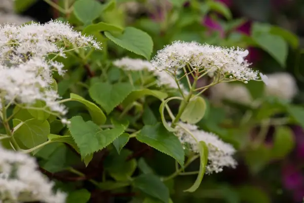 How to grow hydrangeas – Hydrangea anomala subsp. petiolaris