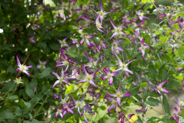 Clematis × triternata 