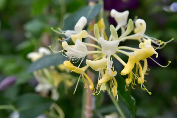 Lonicera periclymenum 