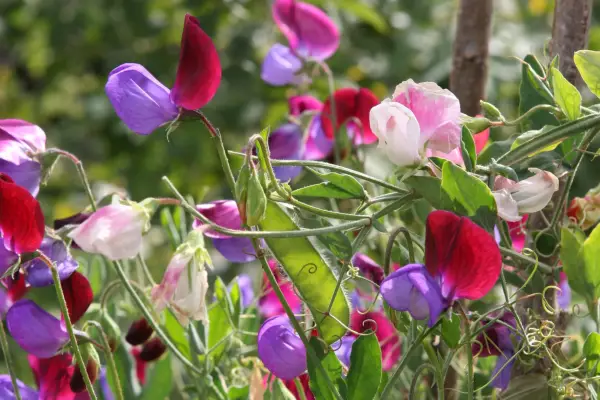 Cupani sweet peas