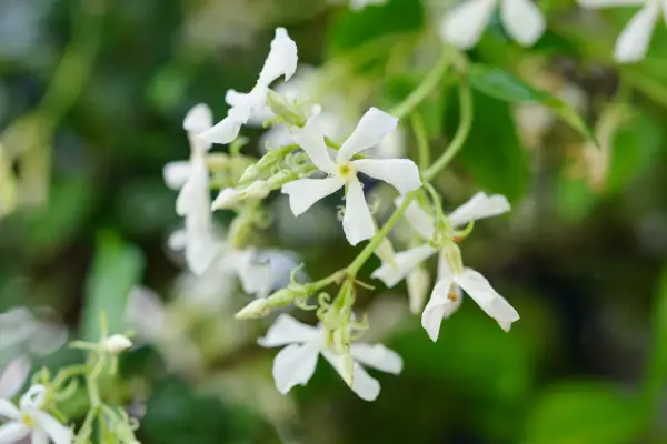 Trachelospermum jasminoides