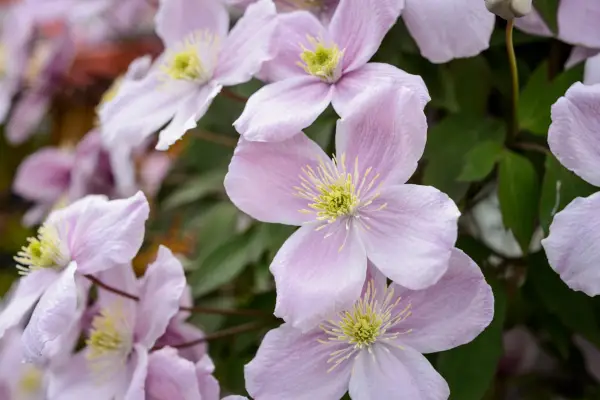 Clematis montana 