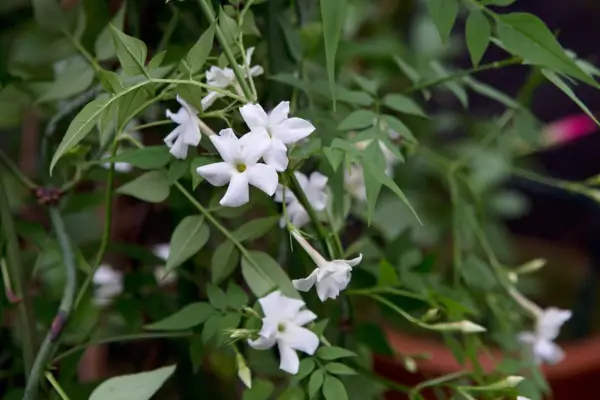 Jasminum officinale