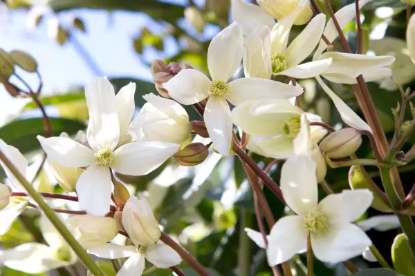 Clematis armandii