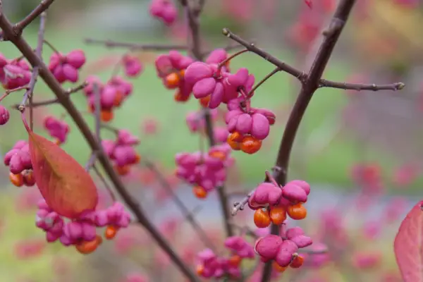 秋の10個の珍しい低木
