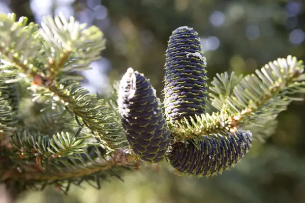 Abies Korean 'Silberlocke'