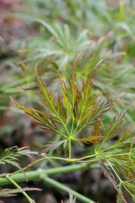 Acer SSP. Distendesed Ordantal