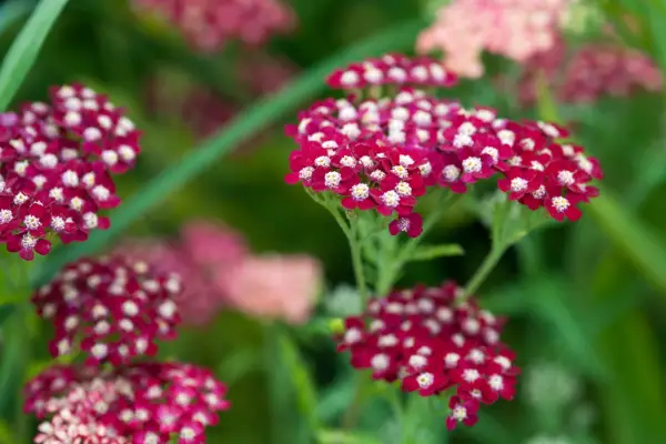 Achillea 'Petra'