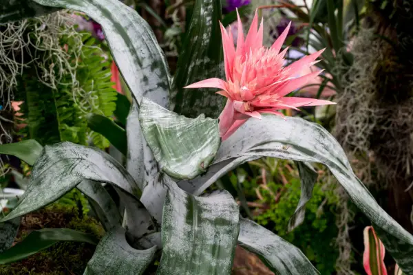 Aechmea cotto al vapore primera