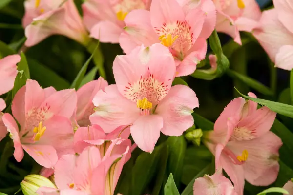 Alstroemeria „Prima femeie”