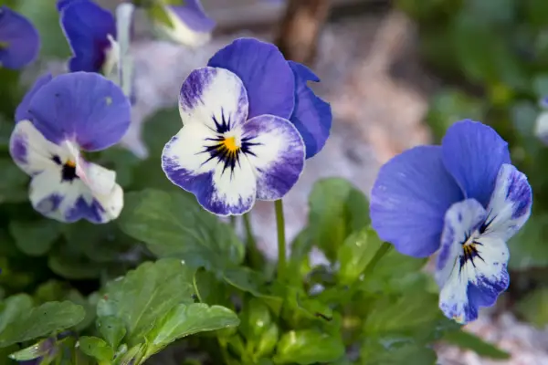 Blue and white flowers of Viola 