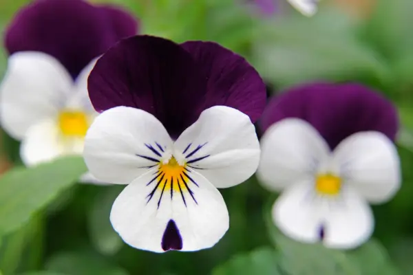 Deep-purple and white Viola 