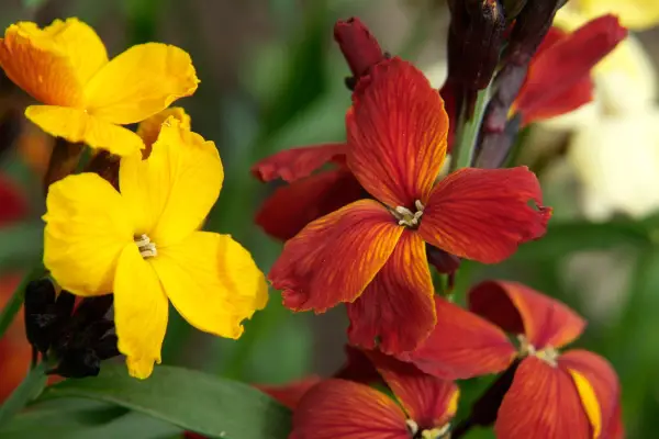 Wallflower (Erysimum cheiri 