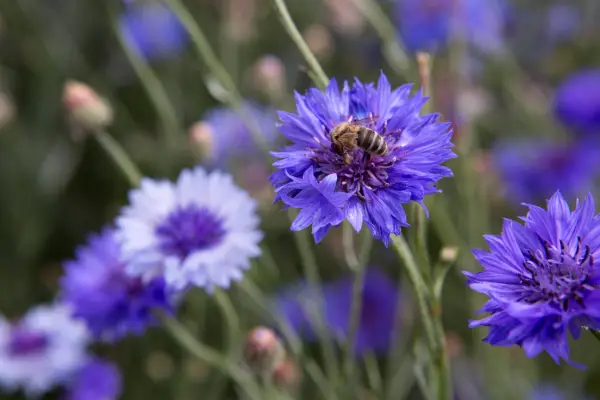 Honeybee drinking nectar from cornflower (Centaurea cyanus)