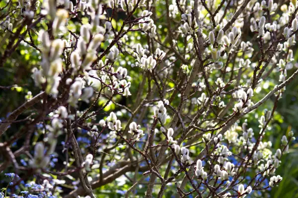 Silver willow catkins in spring for bees