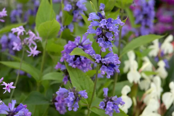Catmint species Nepeta subsessilis growing in garden
