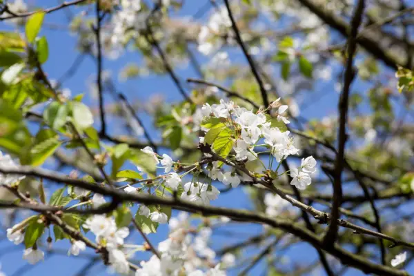 Cherry tree (Prunus avium) spring blossom flowers