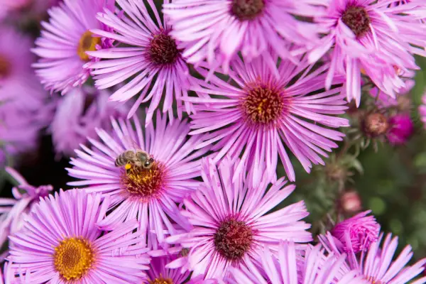 Michaelmas daisy (Aster novae-angliae 