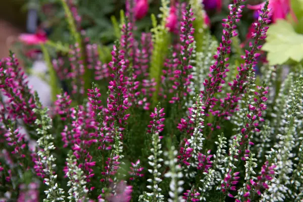 White and pink heather (Calluna) flowers
