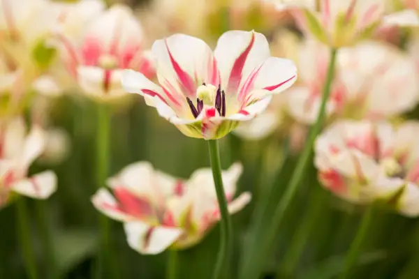 Tulip 