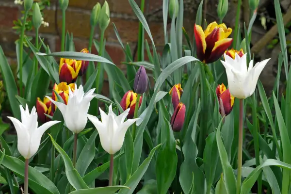 Tulip 
