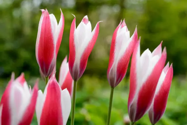 Tulipa clusiana 