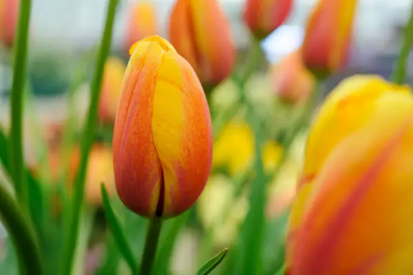 Tulipa 