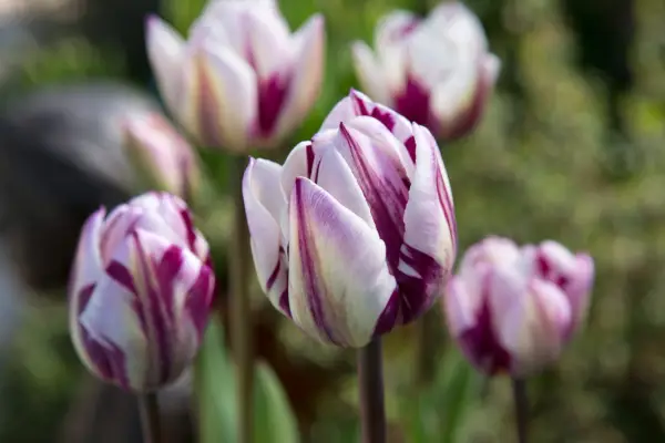 Dvojfarebné tulipány na rast