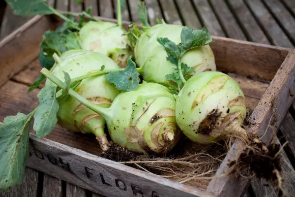 Brassica oleracea „Lanro”
