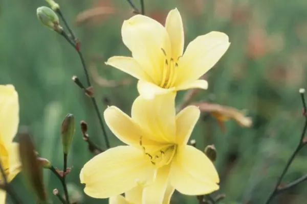 'Golden Chimes' di Emerocallis '