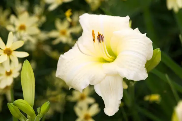 Hemerocallis 'Joan Senior'