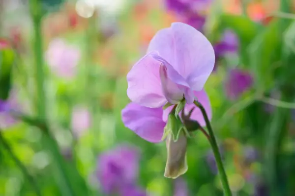 Lathyrus lugt 'formørkelse'