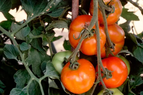 Lycopersicon Esculentum 'Grenadier'