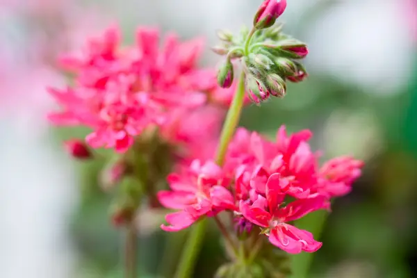 ペラルゴニウム「フランクボルトン」
